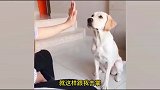 盘点十个小猫咪的有趣瞬间，小主人我学会了！