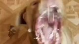 千万别暂停看，画面有些残暴