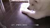 猫咪在家调皮捣蛋，萨摩耶一脸无奈：我就静静地看着你装逼！