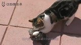 鹦鹉不停啄猫咪的胡子，猫咪：是我抓不到你？还是你飘了？