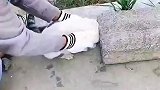 小猫钻水泥板的洞口里出不来