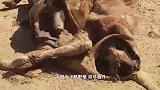 为了抓到猪崽，农夫用了这一招，猪：是人干的事儿吗