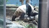 大熊猫拿着两根竹棒当打狗棒玩耍，妈妈过来一看无奈的走了