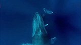 虎鲸时刻跟随蓝鲸幼崽，母鲸鱼用巨大身体盖住小鲸鱼