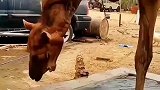 有谁知道这是什么行为吗