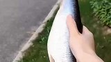 海狮吃完一条鱼，向饲养员露出了尴尬的微笑