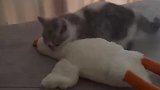 小猫带大鹅出去过家家，大鹅是真可怜呐
