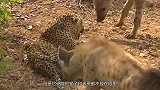 鬣狗为什么会惧怕非洲人？短短一分钟视频，让你明白非洲人的手段