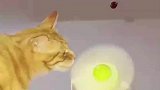 猫咪用舌头舔扇叶，舌头不会痛吗
