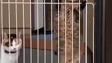 胖猫爬围栏被前排强势围观，终于越过后围栏被踹翻