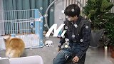 刘雨昕出门遛狗，可是狗狗却怕孔雪儿