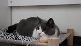 猫咪日常自娱自乐卖萌，吸一吸猫心情超好的！