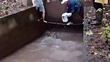 捞鱼也是技术活男子徒手抓飞鱼，就问牛不牛