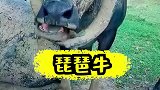 我给二牛来一首琵琶独奏，二牛听迷糊了