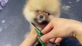 变身小仙女宠物美容 宠物美容造型 茶杯犬