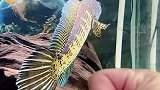 男子用力猛拍鱼缸，把鱼吓一大跳