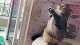 猫咪再不铲粑粑我要拉在外面了