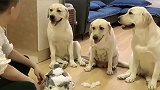 拉布拉多犬也拆家，主人问到底是谁拆的家，一家三口都不愿意承认