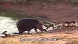 野狗群盯上落单河马，这下有好戏看了！镜头拍下全过程