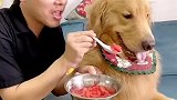 四毛，加了我的唾沫，西瓜更甜了吧？