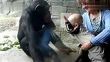 搞笑-20120326-黑猩猩想表达对婴儿的不满