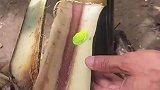 一只睡得正香的红眼树蛙，被人戳醒了