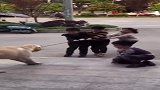 狗狗和小朋友比赛，结果让人不敢相信，看着都来气！