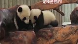 小熊猫欺负弟弟，把弟弟推了下去，龙椅是朕的