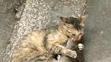 狸花猫：鼠妞别动，让你猫哥亲一口