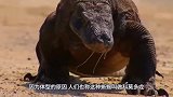 猴子偷吃科莫多巨蜥蛋，下一秒被一口吞下！镜头拍下全过程