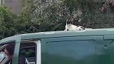 猫猫长得像江洋大盗，窝在邮政车上