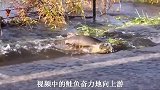 实拍大批鲑鱼集体横穿马路，集体出动是为了什么