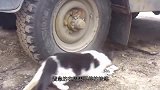 老鼠发现树下有两只猫咪，抱着树叶瑟瑟发抖，镜头记录全过程