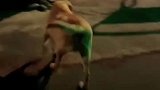 狗子看见马路上的猪