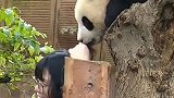 皮！女子与大熊猫合影出意外 大熊猫张嘴咬向女子头部