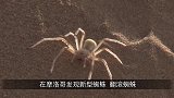 最新发现的神秘物种，若带到海面上，会变得脆弱并迅速融化！