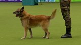 军犬是怎么走军步的？一只军犬当众演示，镜头记录全过程