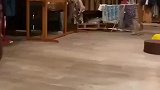 原来猫头鹰是这样走路的