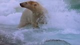 北极熊也是个游泳健将