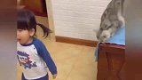 萌宠：小祖宗在哭，猫咪使出了浑身解数来哄她，喵：铲二代真难哄