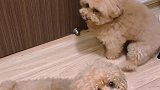 泰迪是不是都超级粘人