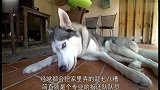 爆笑!二哈准备拆家时跑来一只猩猩,吓得二哈一脸懵逼,表情绝了