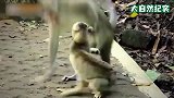 猴子挑衅小鸡，拽着人家尾巴不撒手，下一秒反遭小鸡暴打