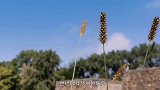 黑龙江发现渤海国遗址，发现大量精美壁画，填补了历史空白！