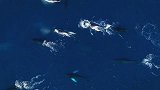 美国无人机无意中拍摄到8只座头鲸一起迁徙的画面，场面非常壮观