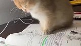 小猫半夜强忍睡意陪主人看书