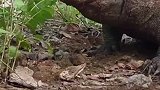 科莫多巨蜥生吞一头野猪，直接被噎的快嗝屁