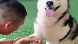 二哈打架挂彩了，男主帮它处理伤口，表情太逗了