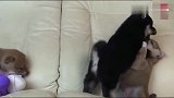 两只小柴犬在打架，左边的那只你们慢打吧，我只想静静地拆个家