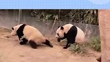 大熊猫日常：福宝抢爱宝竹子被胖揍
